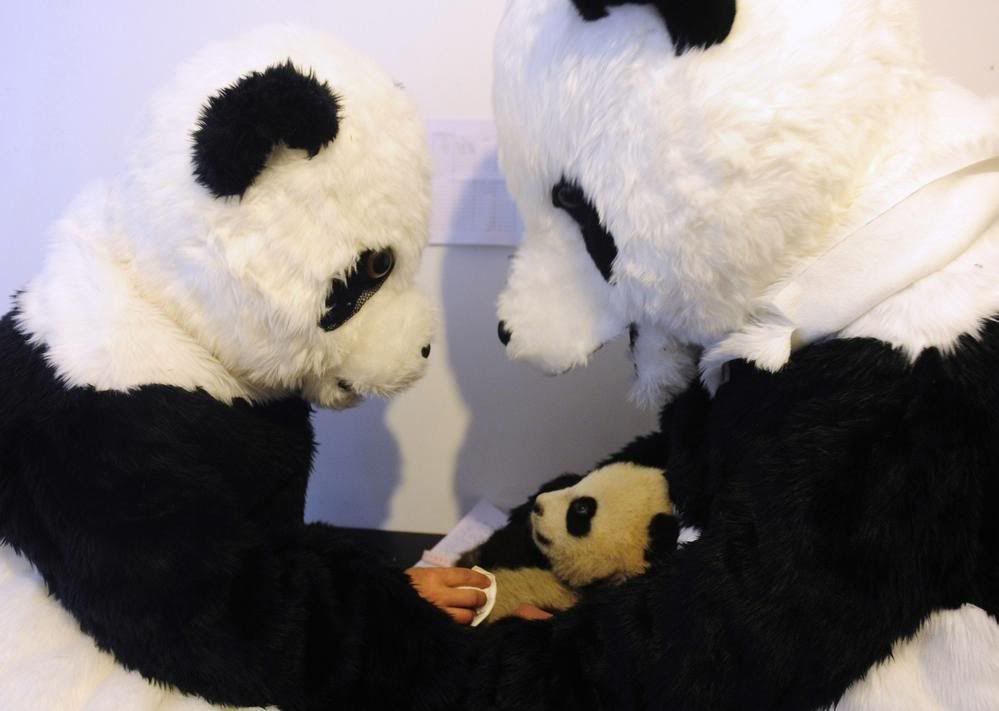 panda.jpg