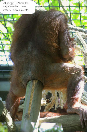 chango%20estre%C3%B1ido.jpg