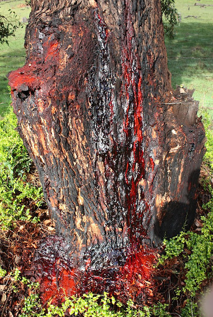 687px-Corymbia_calophylla_kino.jpg