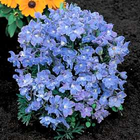 delphinium+grandiflorum+summer+blues.jpg