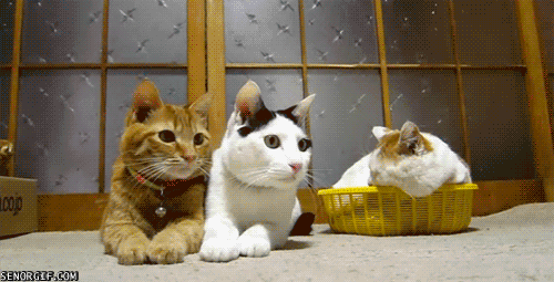 1963_4689_gatos-a-ver-ping-pong-animado-imagens-gifs-animadas-para-celular-para-orkut-animados-em-movimento-an_500_255.gif