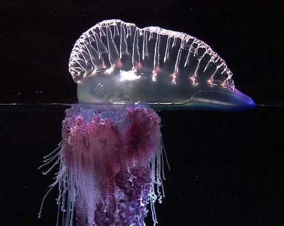 Physalia_2_28290%5B1%5D.jpg