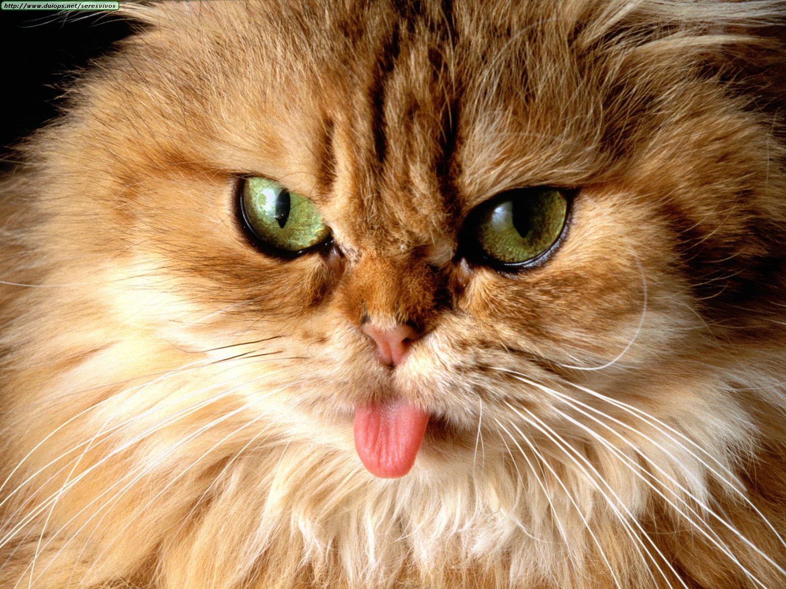 cat-got-your-tongue.jpg.jpg