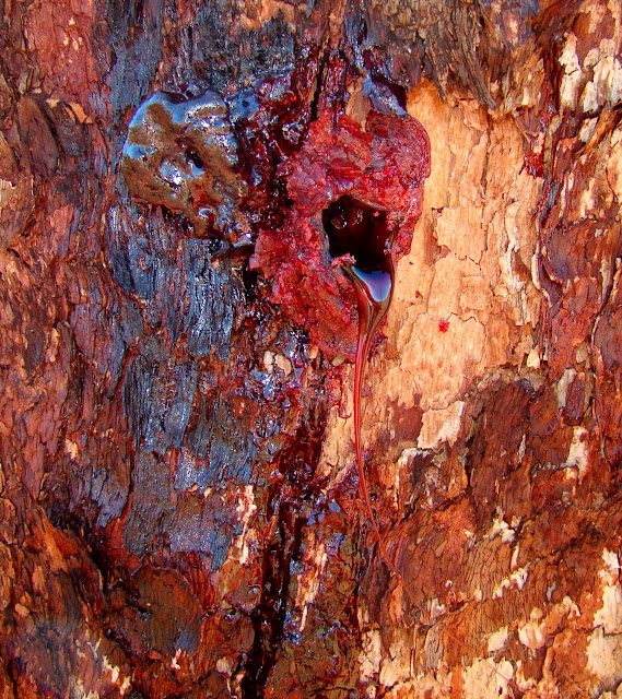 Bloodwood_Bleeding.jpg