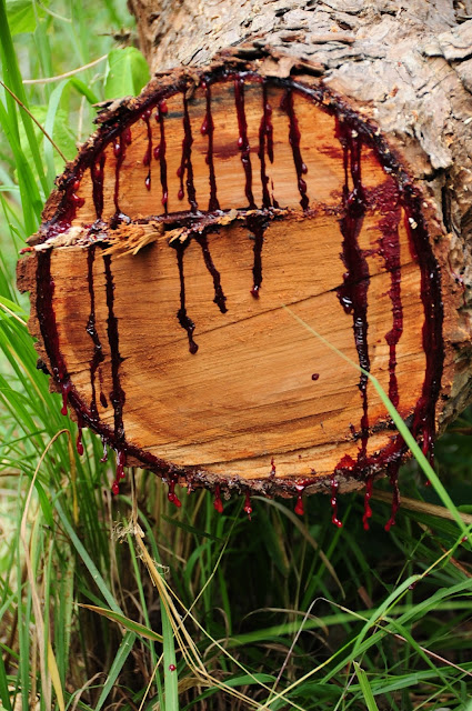 tz_fsc_tree_1023_1.jpg