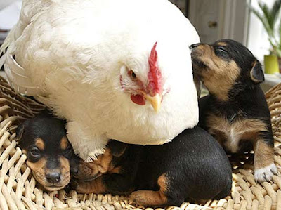 peludetes-gallina-adopta-perros.jpg