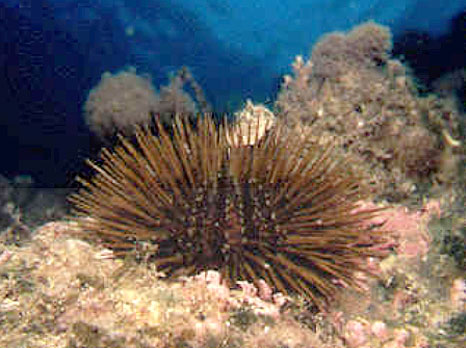 Figura23_ErizodeMarComun.jpg