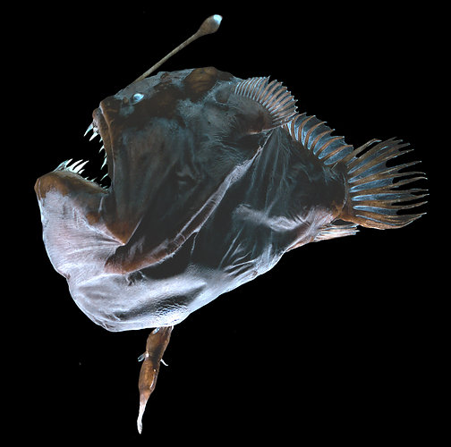 Melanocetus_pair_500a.jpg
