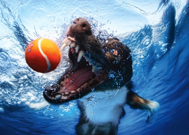 underwater-dogs-2013-calendar-willow-20120918-033531-267-jpg_204705.jpg