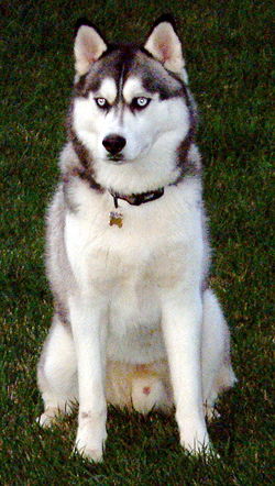 250px-Siberian_husky.jpg