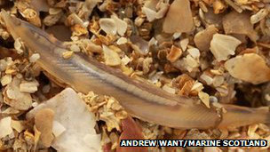 111229115047_rare_brainless_fish_304x171_andrewwant_nocredit.jpg