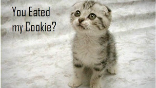 120301174732_lolcat_cookie_304x171_bbc_nocredit.jpg