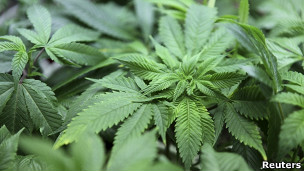 120302021024_cannabis_plant_304x171_reuters.jpg