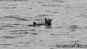 120305122309_tokyo_escaped_penguinjpg_304x171_tokyosealifepark_nocredit.jpg