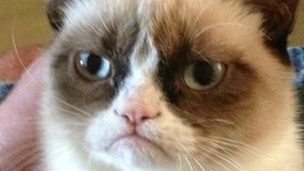 121231170306_gato_304x171_other_nocredit.jpg
