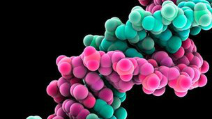 130126172621_bangla_dna_molecule_coding_304x171_bbc_nocredit.jpg