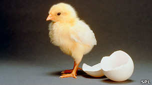130129152723_respuestas_pollito_304x171_spl.jpg