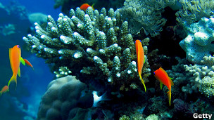 130129153047_respuestas_coral_304x171_getty.jpg