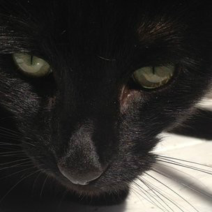 130129183225_gato_304x304_bbc_nocredit.jpg