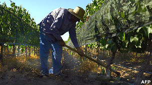 130301090536_focus_vino_304x171_afp.jpg