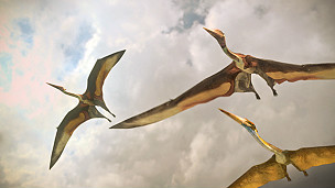 130301090827_focus_pterosaurus_304x171_bbc.jpg