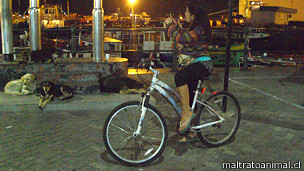 130604102854_chili_dog_busqueda_304x171_maltratoanimal.cl.jpg