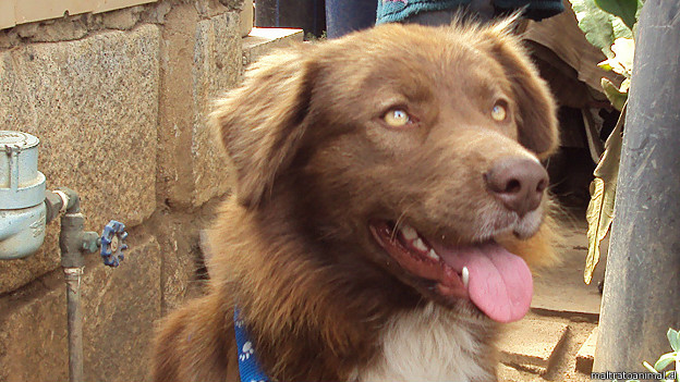 130604103359_chili_dog_sonriendo_624x351_maltratoanimal.cl_nocredit.jpg