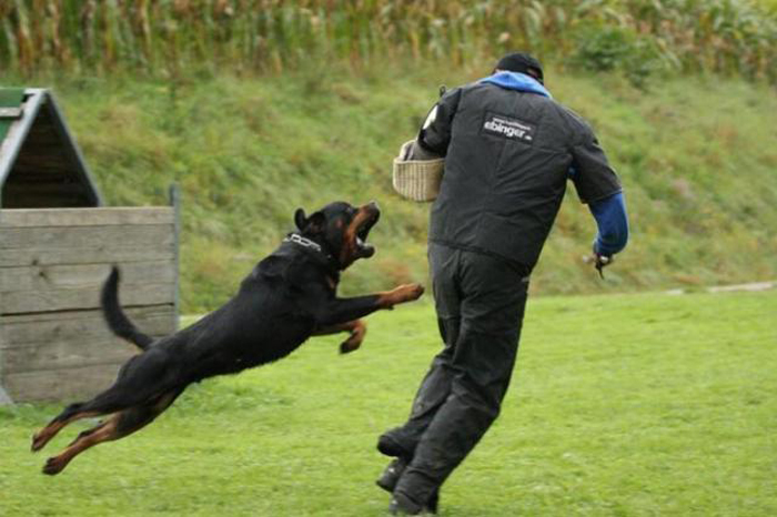 balco_on_the_working_field.jpg