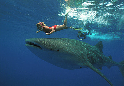 fotos-de-tiburones-1.jpg