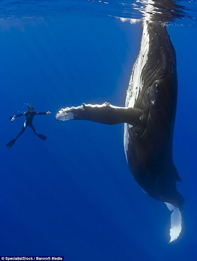 ballena_jorobada_1.jpg