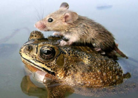 animales-04.jpg