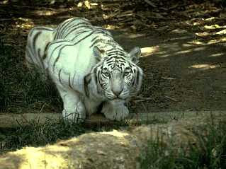 tigreblanco.jpg