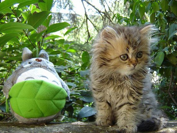 fotos-animales-simpatia-01.jpg